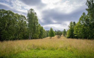 Fototapeta na wymiar Summer landscape with meadow, forest and cloudy sky on background.
