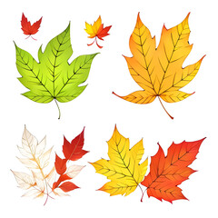 Fototapeta premium Autumn's Ballet: Delicate leaves pirouette gracefully on a crisp white canvas, a symphony of warm hues whispering tales of fall's fleeting beauty.