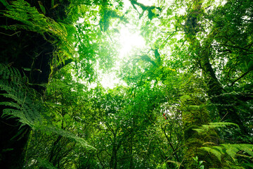 Green tree forest with sunlight through green leaves. Natural carbon capture and carbon credit...