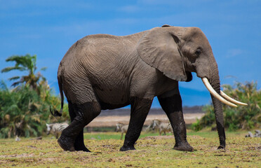 Obraz premium Herd of Elephants in Africa walking through the grass in Tarangire National Park, Tanzania