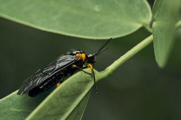 Black and yellow insect, Fly Sierra del Sen del Campo Adurgoa gonagra © DiazAragon