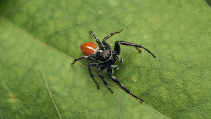 An orange and black Jumper Spider perched on a green leaf