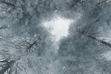 3D rendering of snowy tops of trees during winter frost and snowfall