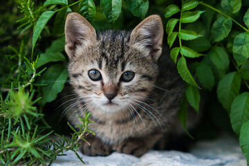 A tiny, grey tiger stripe kitten peers out from a hiding spot beneath a cover of green leaves
