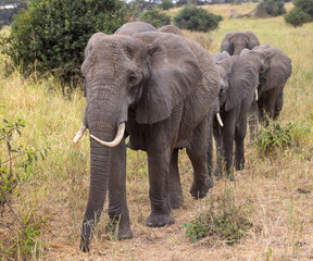 Obraz premium Herd of Elephants in Africa walking through the grass in Tarangire National Park, Tanzania
