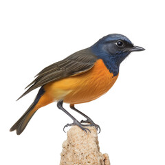 Fototapeta premium Artistic Illustration of a Blue-fronted Redstart On transparent background PNG file