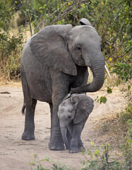 Naklejka premium Herd of Elephants in Africa walking through the grass in Tarangire National Park, Tanzania