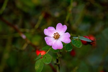A rose hip blossom