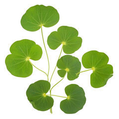 Nasturtium Leaves: Isolated Watercolor Illustration On transparent background PNG file