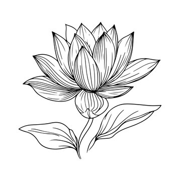 lotus lily water flower in a vintage woodcut engraved etching style vector illustration.