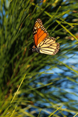 A monarch butterfly (Danaus plexippus) in flight