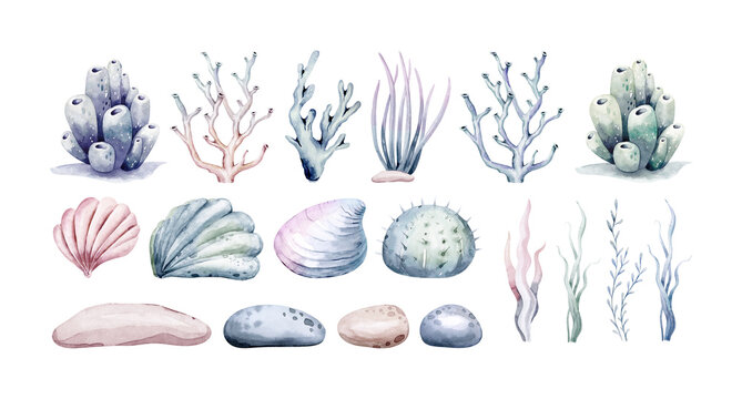 Set of different sea shells, corals and starfishes. Watercolor ocean under the sea illustration