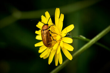 Escarabajo sobre flor amarilla (Cantabria)