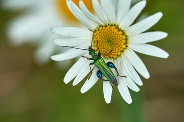 Escarabajo verde de patas azules (Cantabria)