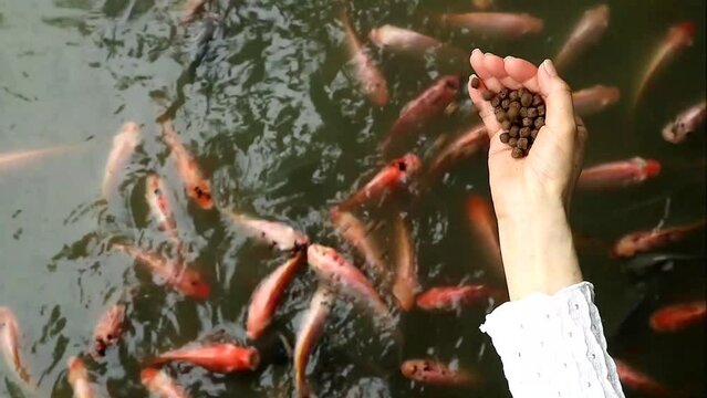 Footage of People Feeding Pond Pellets to a Large School of Red Tilapia Fish