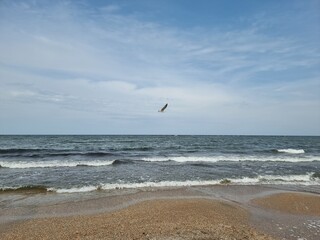 seagulls on the beach