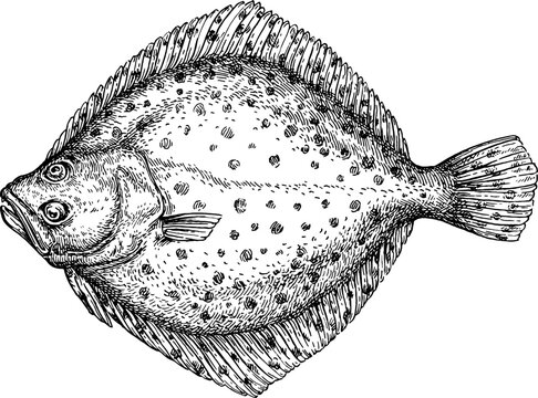 Turbot flatfish ink sketch.