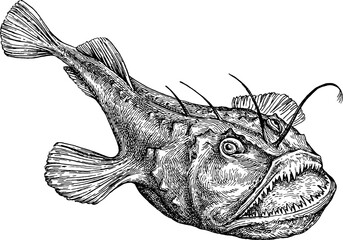Common monkfish ink sketch. - obrazy, fototapety, plakaty