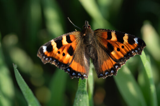 Close-up of a butterfly, a small fox (Aglais urticae), sitting on green grasses. The insect is photographed from above.