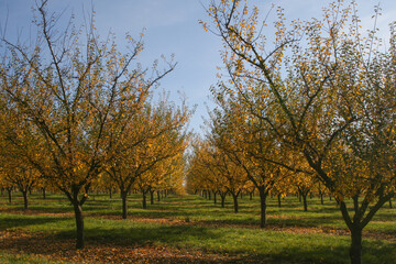arbres fruitiers dans un verger en automne
