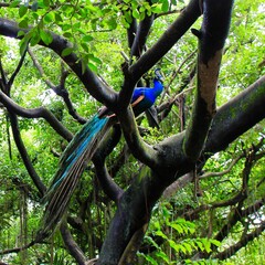 A peacock on a tree