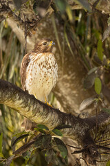 A hawk that appears to be a young red-shouldered hawk (Buteo lineatus). Please check species ID with an expert if accuracy is important to your project.