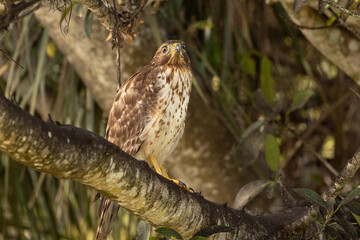 A hawk that appears to be a young red-shouldered hawk (Buteo lineatus). Please check species ID with an expert if accuracy is important to your project.