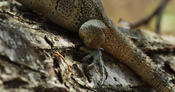 Iguana