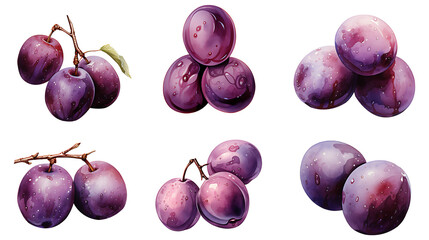 Watercolor plum fruits on a transparent png background