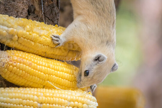 Cute white squirrel eating corn on the tree.