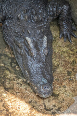 Close-up portrait of crocodile  is opening its mouth at the crocodile farm in Thailand Zoo