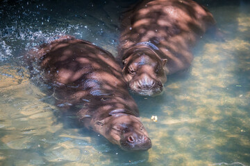 The hippopotamus lying in the water at the zoo .