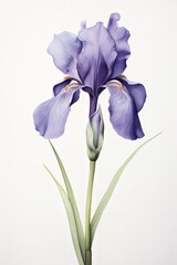 A minimalist sketch of an iris, capturing the essence of its shape with minimal detail.