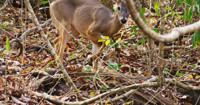 White-tailed deer