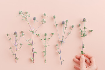 Green prickly flowering plants on pink, woman hand put one flower. Delicate lifestyle minimal photo...