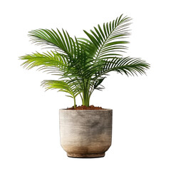 Areca Palm pot isolate on transparent background, png file