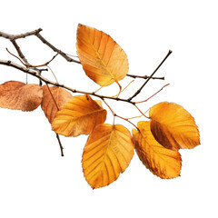 Autumn fall leaves on a branch isolate on transparent background, png file