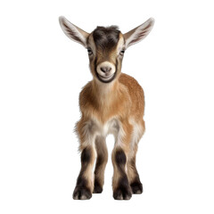 baby goat isolate on transparent background, png file