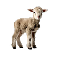 Baby sheep side view isolate on transparent background, png file