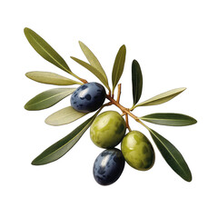 Olive branch with ripe isolate on transparent background, png file
