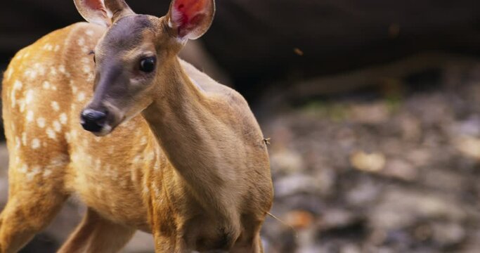 White-tailed deer