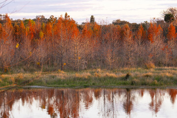 Cypress trees with dead winter foliage look red in the last light of day at the Celery Fields park...