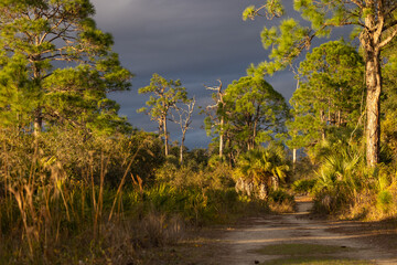 A beautiful, stormy evening at Oscar Scherer State Park in Osprey, Florida