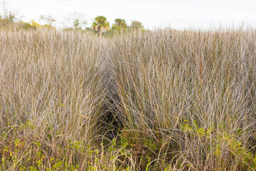 Salt marsh that appears to be dominated by rushes in Tarpon Springs, Florida