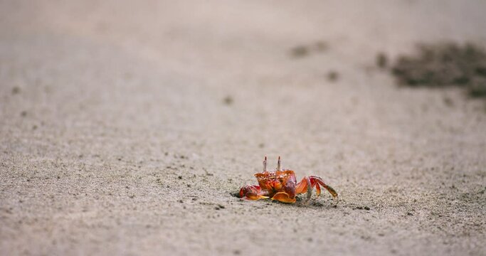 Crab 