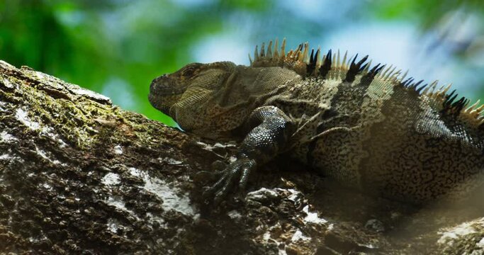 Iguana