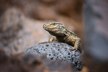The western Canary lizard or lizard blight sun basking on rock