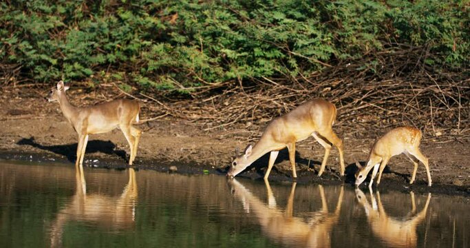 White-tailed deer