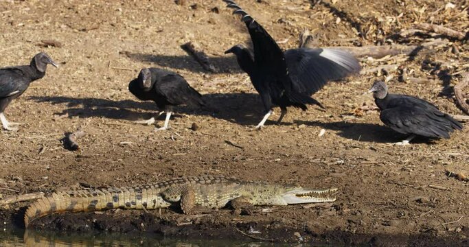 Black vultures / Crocodile 