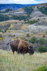 The American bison or buffalo (Bison bison), Theodore Roosevelt NP, North Dakota